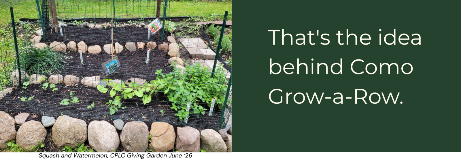 A young vegetable garden is enclosed by green wire fencing and bordered with large natural stones. Newly planted beans, squash, watermelon, and other vegetables grow in neatly mulched beds, with plant markers visible throughout. A paved path leads through the garden toward additional raised beds in the background. On the right side of the graphic, a dark green panel features large cream-colored text reading, "That's the idea behind Como Grow-a-Row." A caption beneath the photo reads, "Squash and Watermelon, CPLC Giving Garden June '26."
